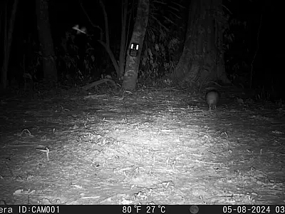 Dia da Conservação da Natureza: Monitoramento registra casal de raro tatu-bola no Pantanal