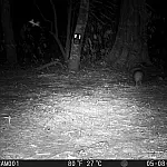 Dia da Conservação da Natureza: Monitoramento registra casal de raro tatu-bola no Pantanal