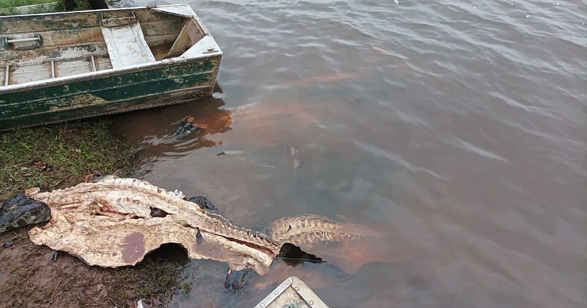 Civil desarticula quadrilha que impunha medo e destruía o Pantanal