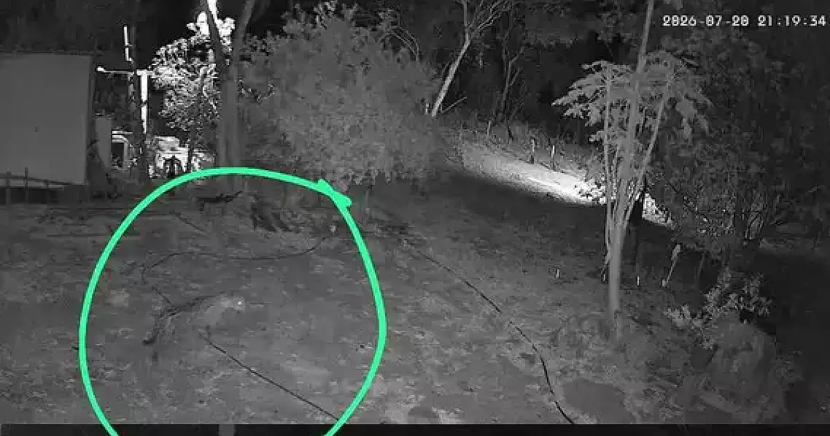 Nova onça-pintada é avistada no Canal do Tamengo em Corumbá