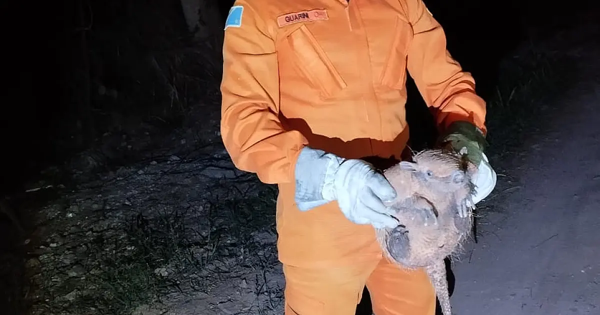 Tatu-galinha acuado por cães é resgatado em varanda de residência em Ladário