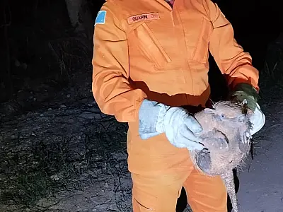 Tatu-galinha acuado por cães é resgatado em varanda de residência em Ladário