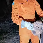 Tatu-galinha acuado por cães é resgatado em varanda de residência em Ladário
