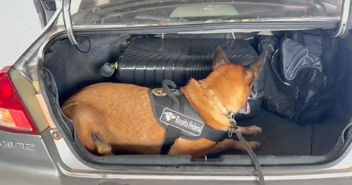 Cão fareja 13kg de skunk na fronteira