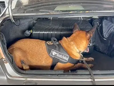 Cão fareja 13kg de skunk na fronteira