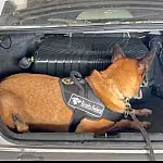 Cão fareja 13kg de skunk na fronteira