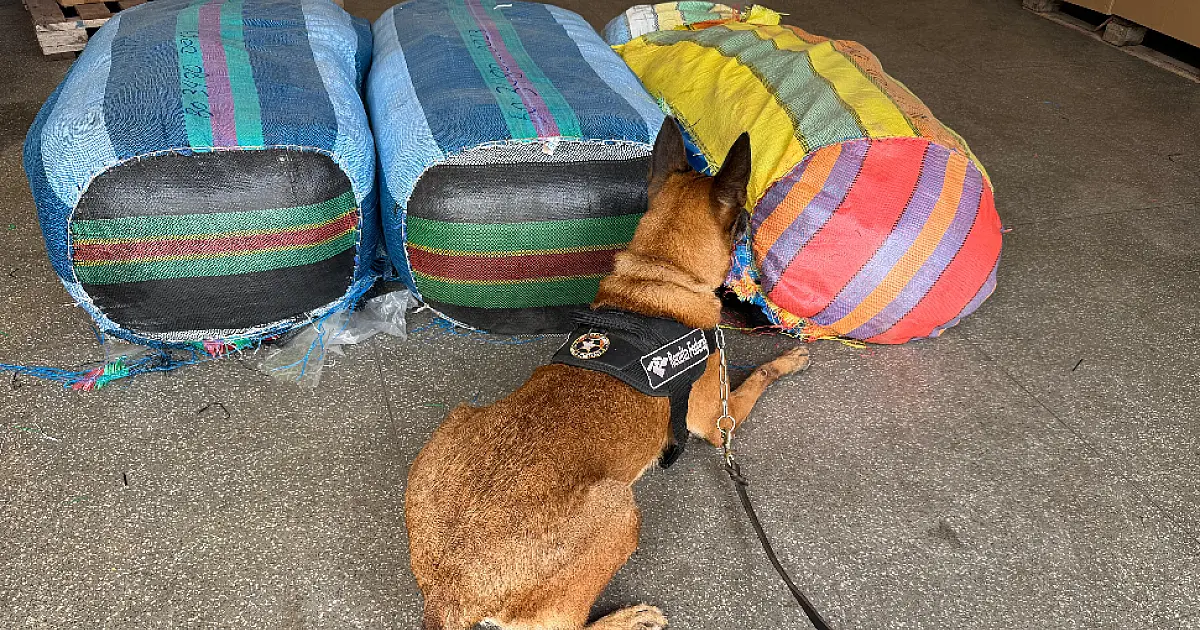 Cão localiza 9kg cocaína ocultos em fardos de roupas apreendidas no depósito da Receita