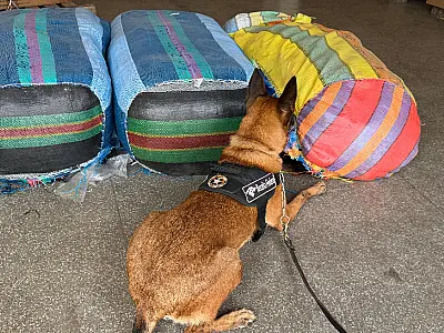 Cão localiza 9kg cocaína ocultos em fardos de roupas apreendidas no depósito da Receita