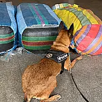Cão localiza 9kg cocaína ocultos em fardos de roupas apreendidas no depósito da Receita