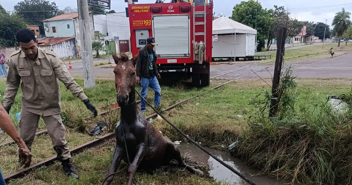 Cavalo é resgatado de vala próxima à linha férrea em Corumbá