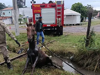 Cavalo é resgatado de vala próxima à linha férrea em Corumbá