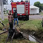 Cavalo é resgatado de vala próxima à linha férrea em Corumbá