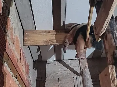 Tamanduá invade quintal em obras e mobiliza Corpo de Bombeiros em Ladário