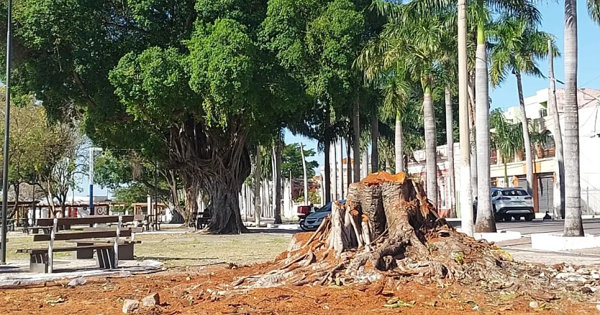 Árvore removida da Praça Generoso Ponce apresentava risco de queda desde 2024