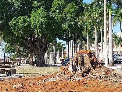 Árvore removida da Praça Generoso Ponce apresentava risco de queda desde 2024
