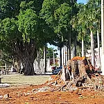 Árvore removida da Praça Generoso Ponce apresentava risco de queda desde 2024
