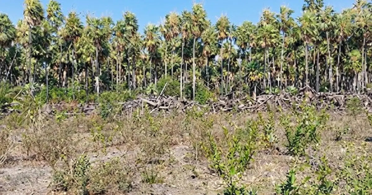 MPMS firma acordo para recuperação de 19 hectares desmatados em Corumbá