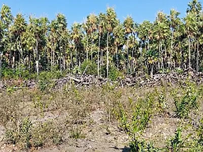 MPMS firma acordo para recuperação de 19 hectares desmatados em Corumbá