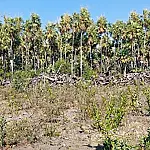 MPMS firma acordo para recuperação de 19 hectares desmatados em Corumbá