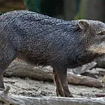 Presença de queixadas em plantações reforça importância da prevenção no campo