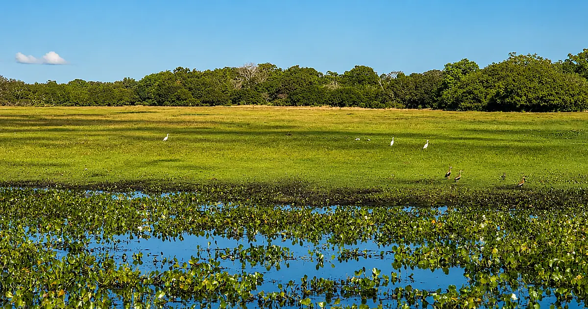 Estudo propõe 27 medidas para orientar decisões sobre o Pantanal