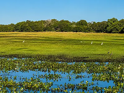 Estudo propõe 27 medidas para orientar decisões sobre o Pantanal
