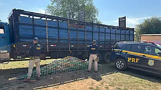 Caminhão de transporte de gado é flagrado com 195 quilos de cocaína