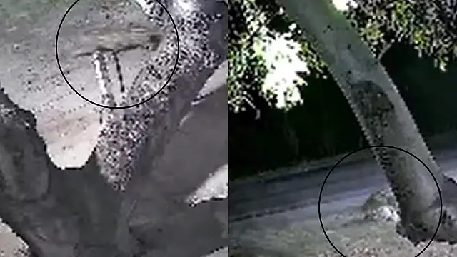 Nova aparição de onça-pintada assusta moradores e mobiliza ambientalistas em Corumbá