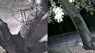 Nova aparição de onça-pintada assusta moradores e mobiliza ambientalistas em Corumbá
