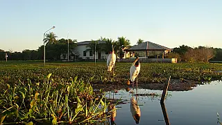 Níveis do rio Paraguai seguem abaixo da média histórica, mas dentro da normalidade