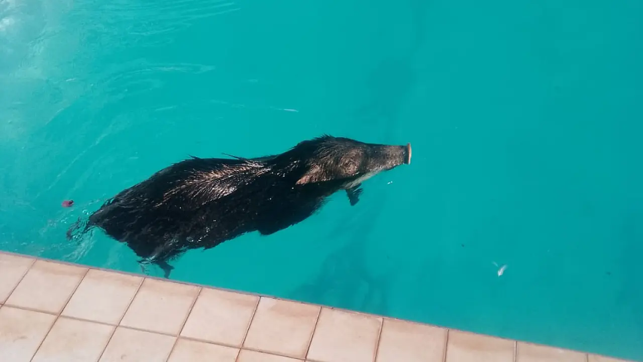 Queixada é resgatada na piscina do Campus Pantanal da UFMS