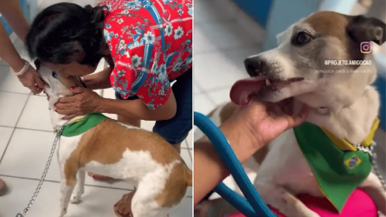 1ª Cãominhada do Projeto Amigo Cão é neste domingo no Porto Geral