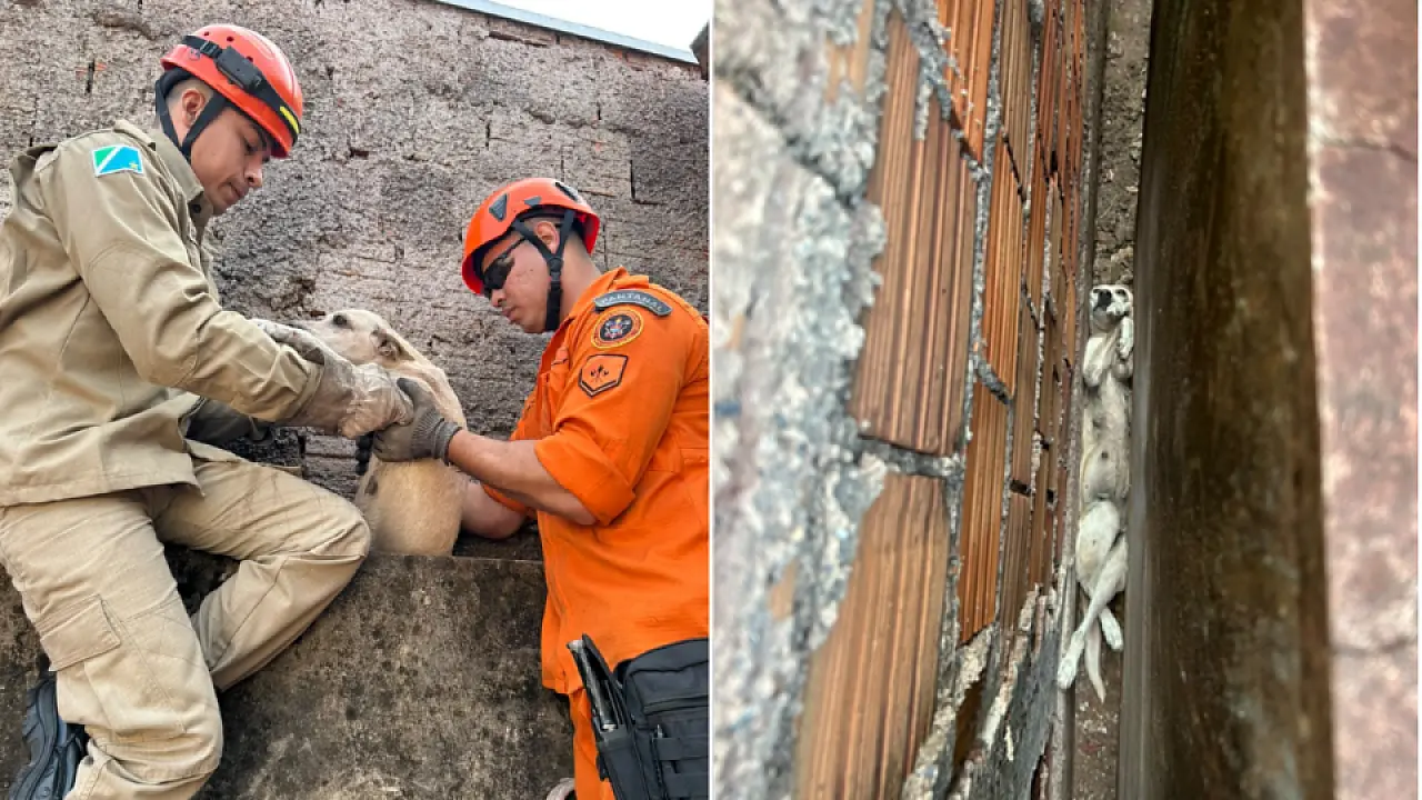 Bombeiros resgatam cachorra presa no vão entre duas casas em Ladário