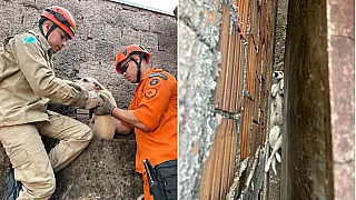 Bombeiros resgatam cachorra presa no vão entre duas casas em Ladário