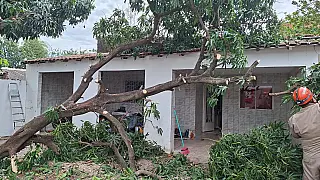 Bombeiros atendem cinco ocorrências de queda de árvores em Corumbá e Ladário
