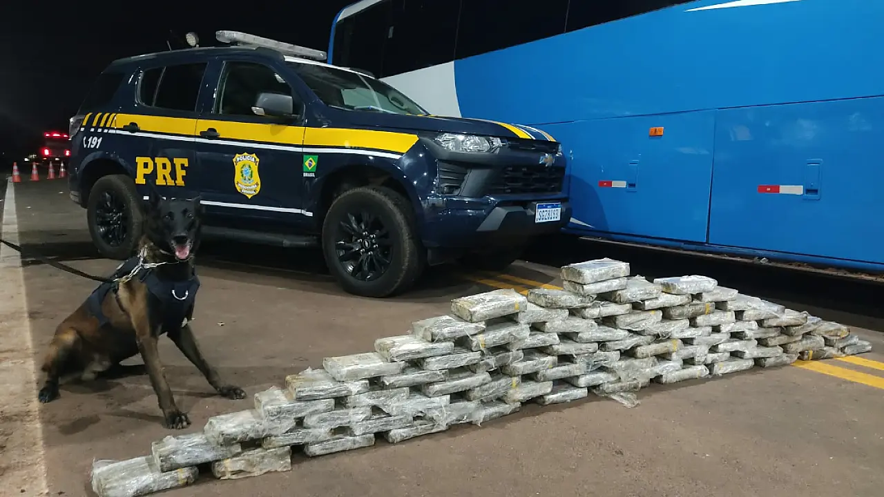 Operação Vastum apreende mais de 313 kg de drogas em dois dias de cerco na BR-262