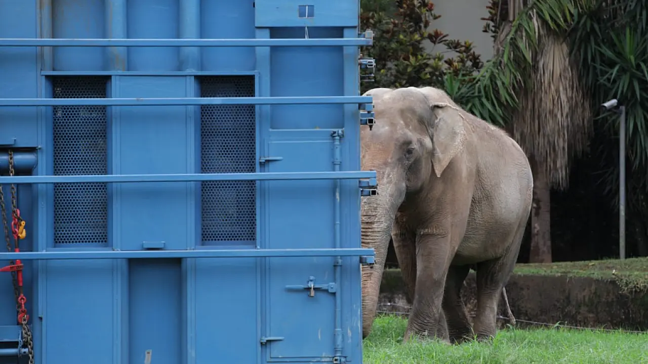 PRF de MS acompanha transporte do elefante Sandro ao santuário no Mato Grosso