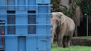 PRF de MS acompanha transporte do elefante Sandro ao santuário no Mato Grosso