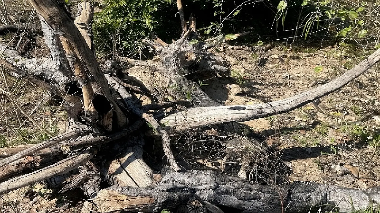 MPMS investiga desmatamento de 756 hectares no Pantanal em Corumbá