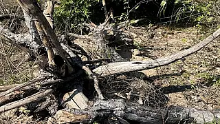 MPMS investiga desmatamento de 756 hectares no Pantanal em Corumbá