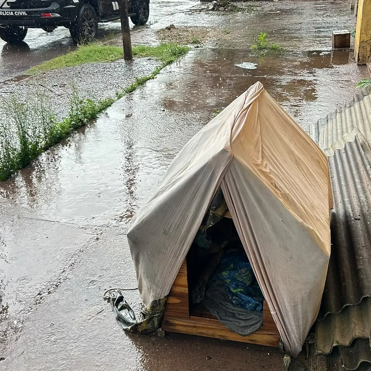 Cão idoso rejeitado pelo tutor foi salvo pela empatia de vizinhos em Corumbá