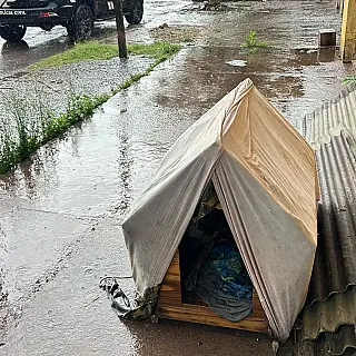 Cão idoso rejeitado pelo tutor foi salvo pela empatia de vizinhos em Corumbá