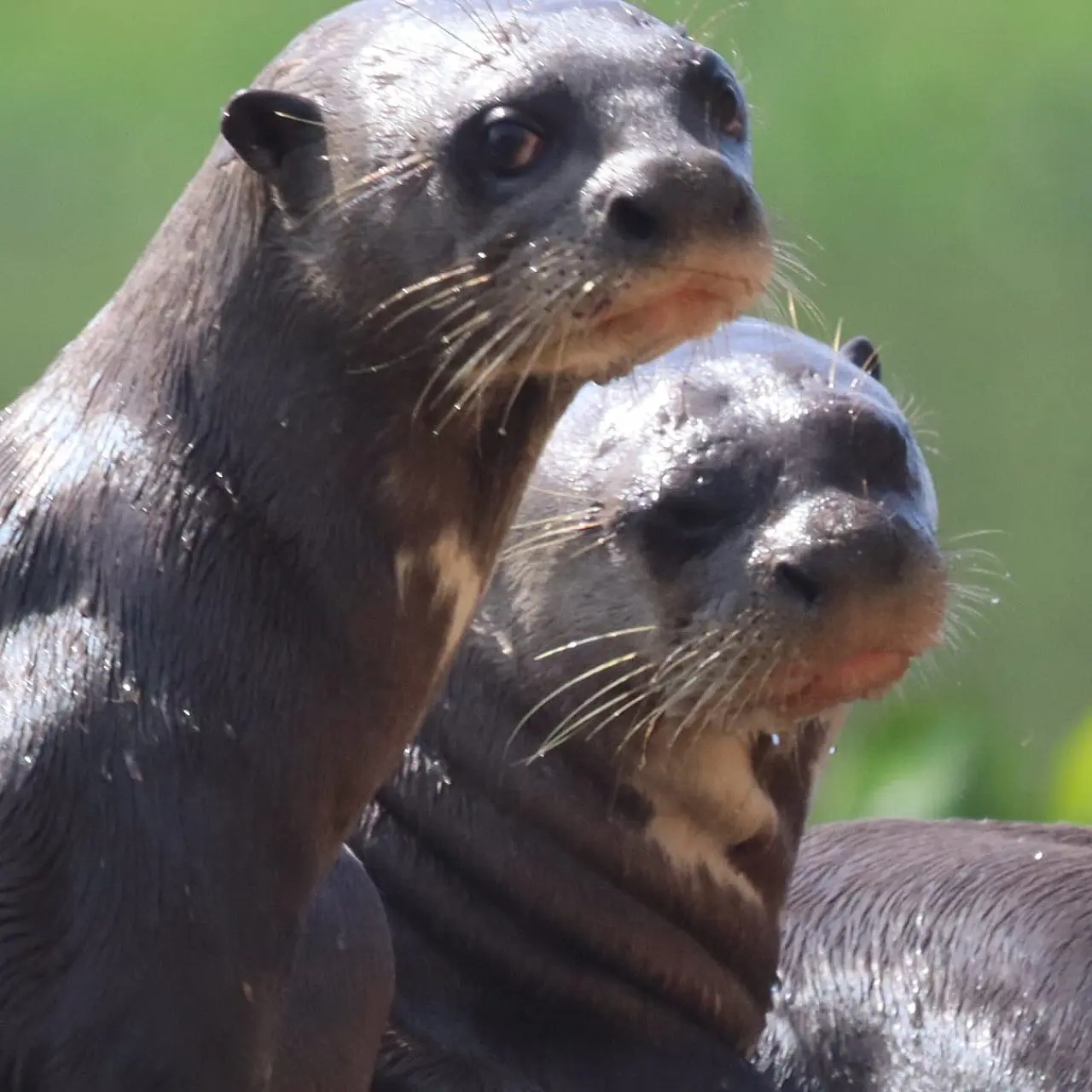Filhotes do Pantanal estrelam homenagem ao Dia das Crianças