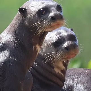 Filhotes do Pantanal estrelam homenagem ao Dia das Crianças