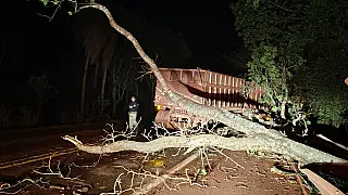 Carreta colide com árvore caída na BR-262