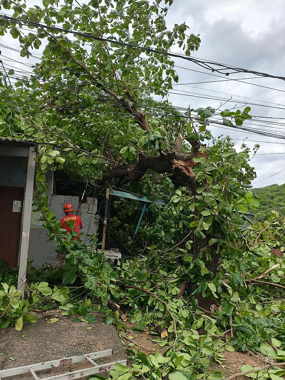 Temporal provoca novas quedas de árvores e alagamentos em Corumbá e Ladário