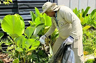 Corumbá tem segunda maior incidência de dengue em MS, aponta boletim