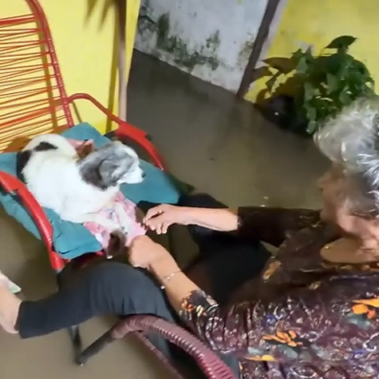 Socorro a casal de idosos e animais em casa alagada emociona equipes em Corumbá