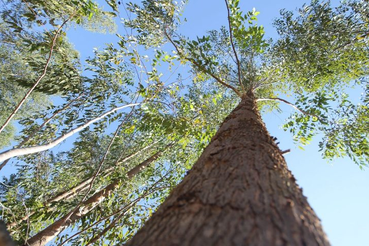 Resultados preliminares mostram que áreas em com eucalipto o solo emite menos dióxido de carbono (CO2) em comparação a outros usos e ocupações avaliadas. 