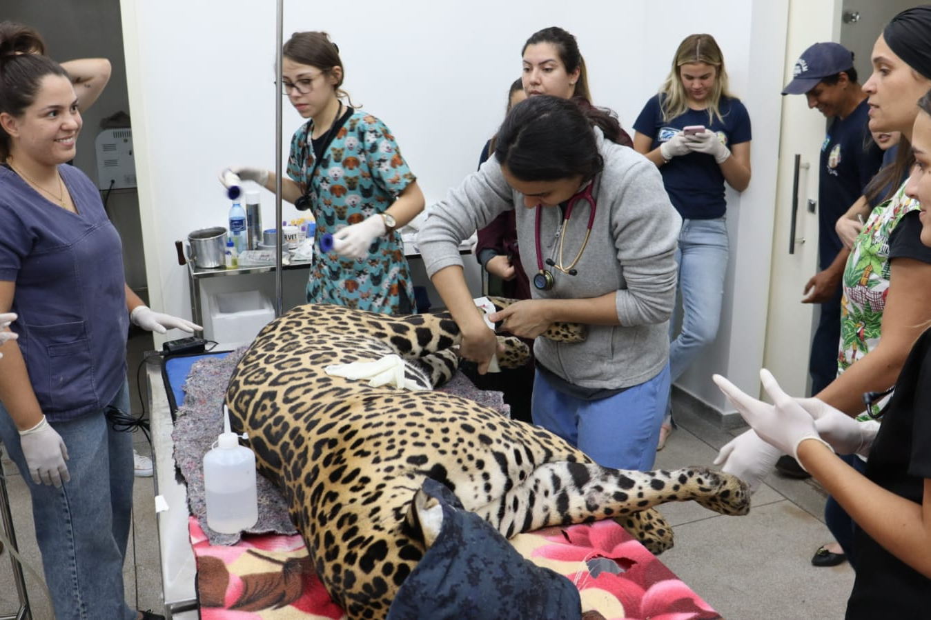 Miranda deve ser devolvida ao seu habitat em breve.